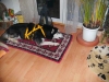 db_bild00951